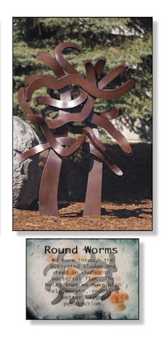 Round Worms