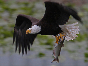 Fernan Lake Eagle