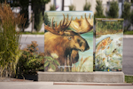 Moose & Fly Fishing