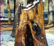 Racoons