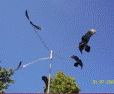 Ravens