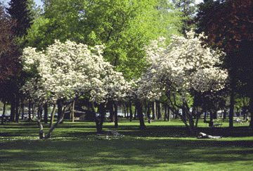 Magnolia_park