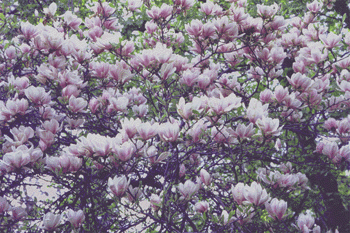 magnolia_CU