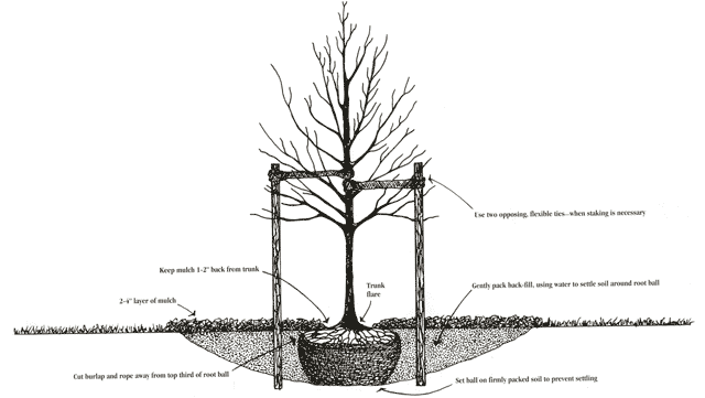 planting_graphic