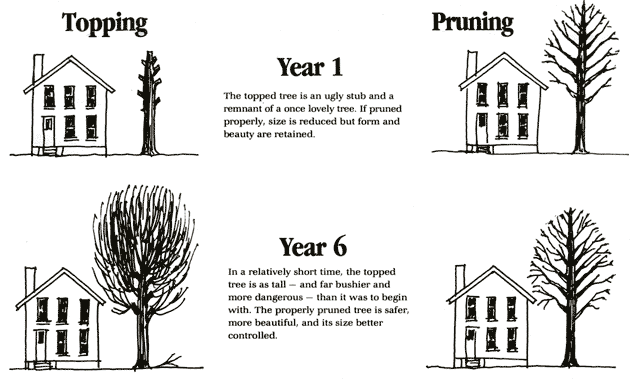 prune_vs_top