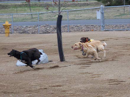 cherry-hill-dog-park small