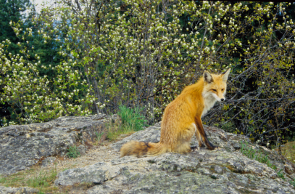 Tubbs Fox small