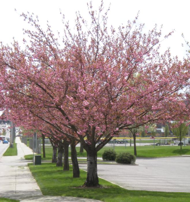 City Of Coeur D Alene Japanese Flowering Cherry