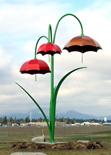UmbrellasGracilis