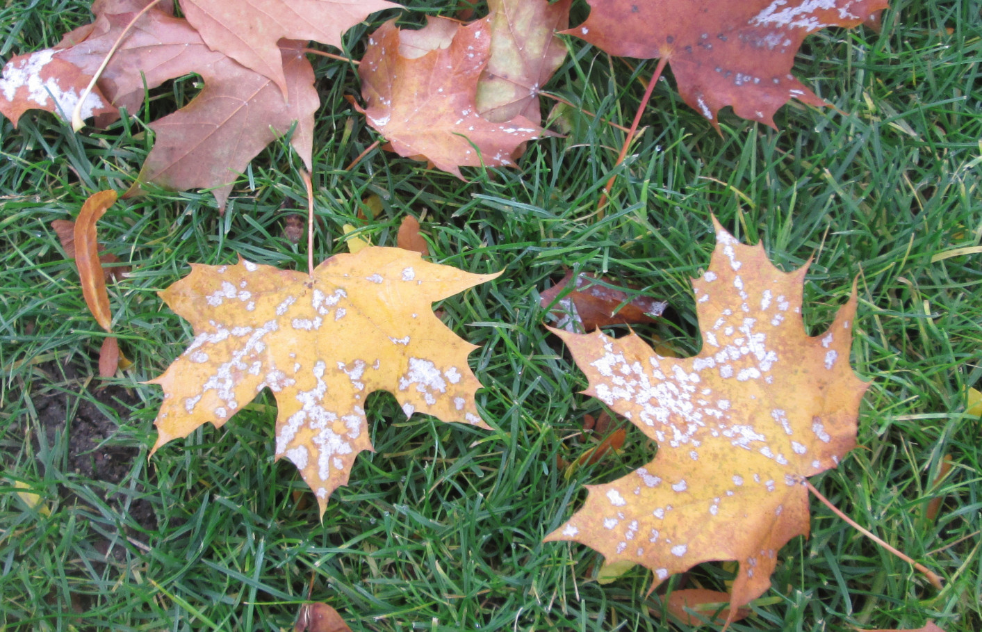 City of Coeur d'Alene Leaf Fest